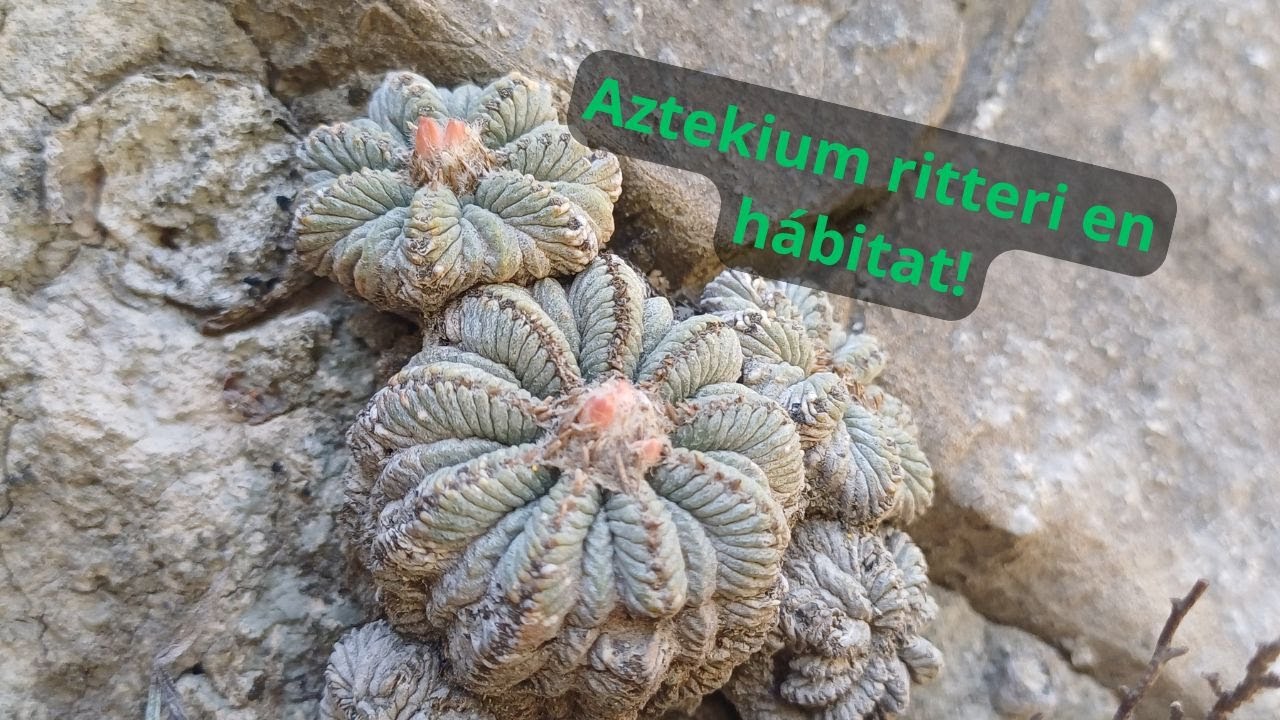 Aztekium ritteri en hábitat