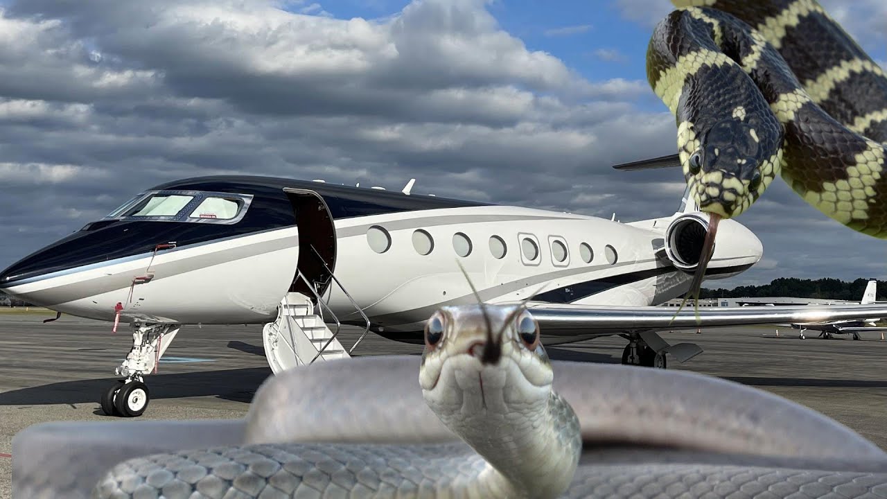 Chasing Snakes in a Gulfstream G650