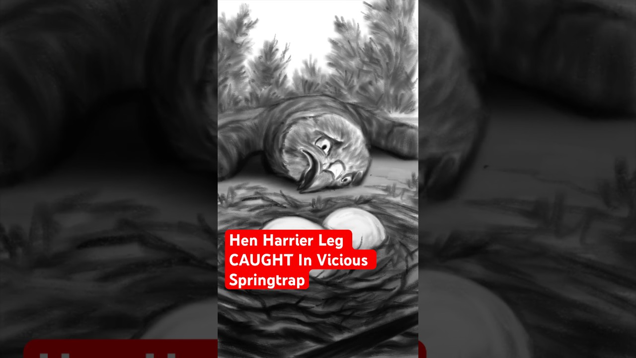 Hen Harrier Leg CAUGHT In Springtrap