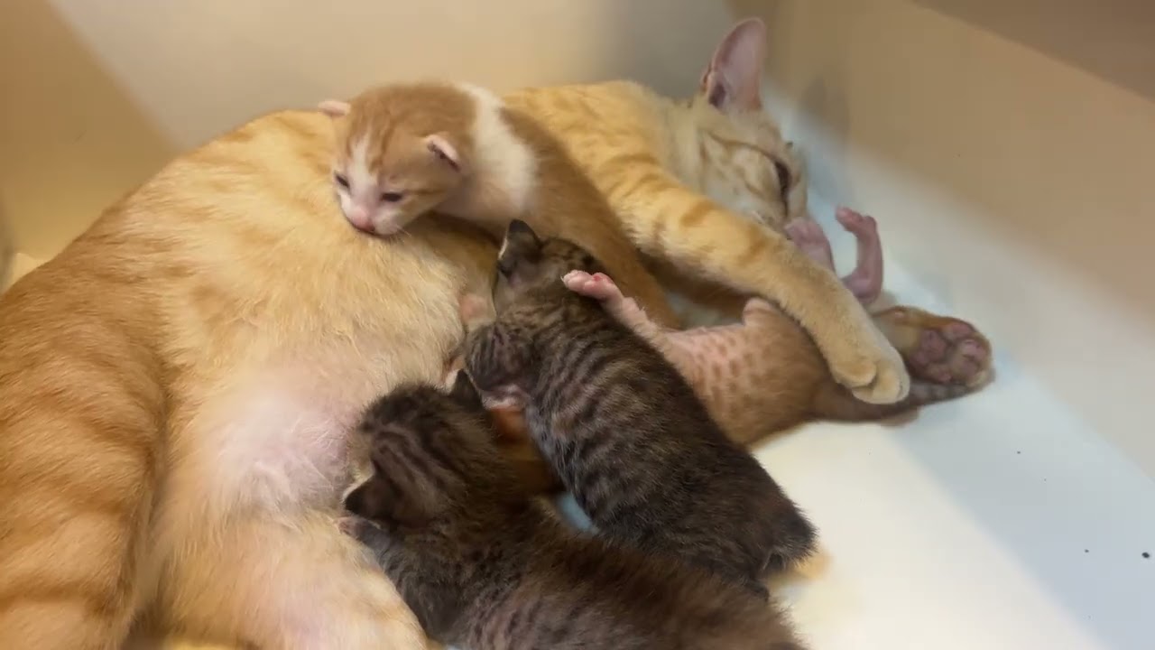 15 days old for mother cats and kittens living together@TheStrayCatsandKittens #kitten #pets #cat