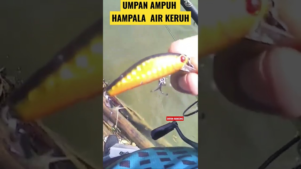 Umpan hampala air keruh paling AMPUH !! #shorts #videoshorts #castinghampala