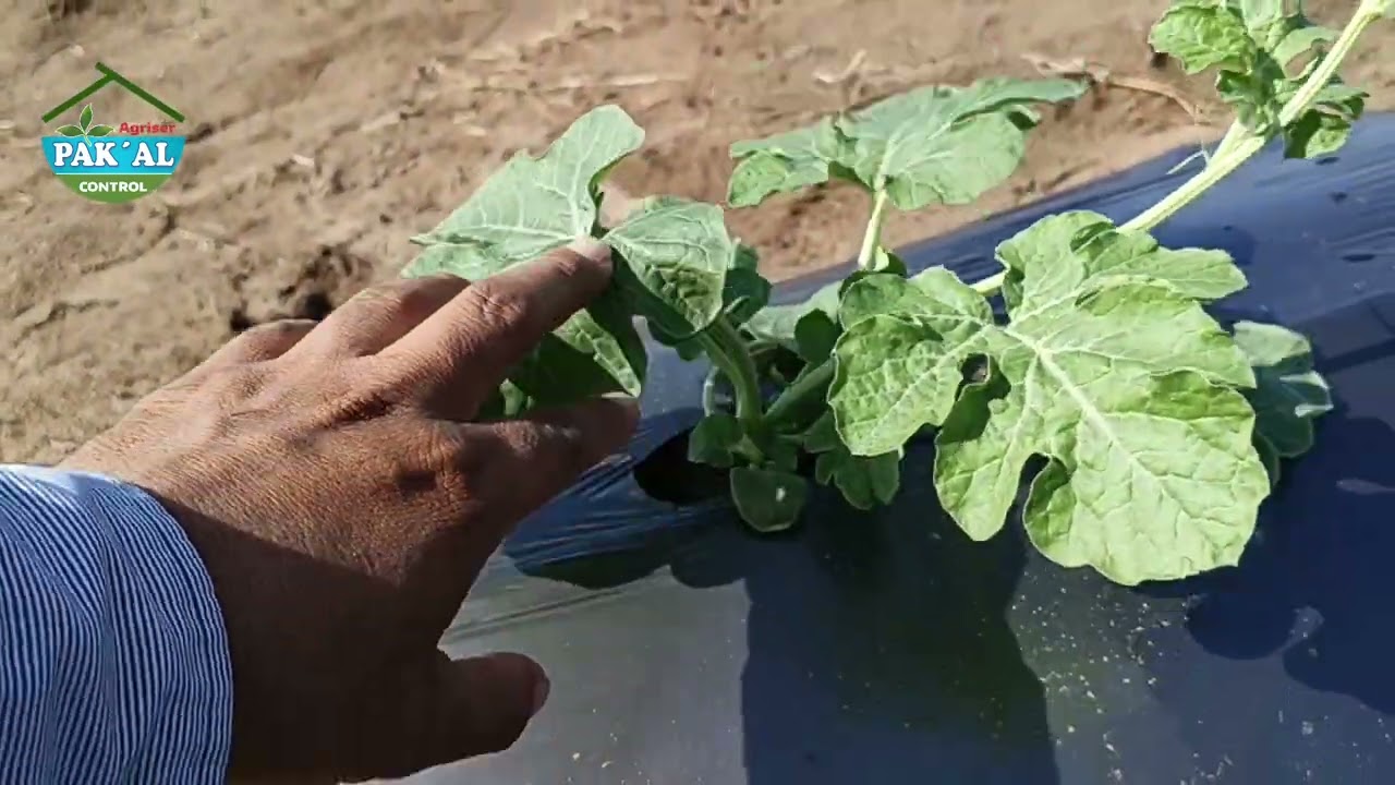 Preparación para la floración en sandía. 