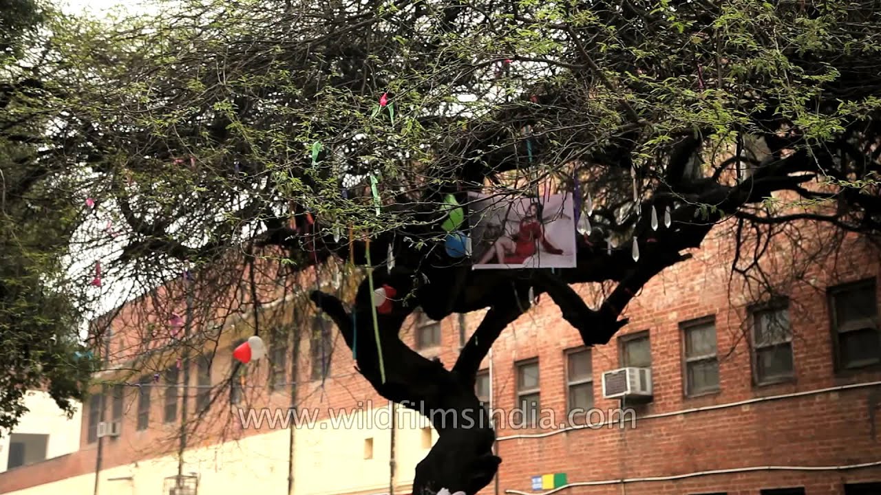 Virgin tree at Hindu College: Delhi college students pray to lose virginity here