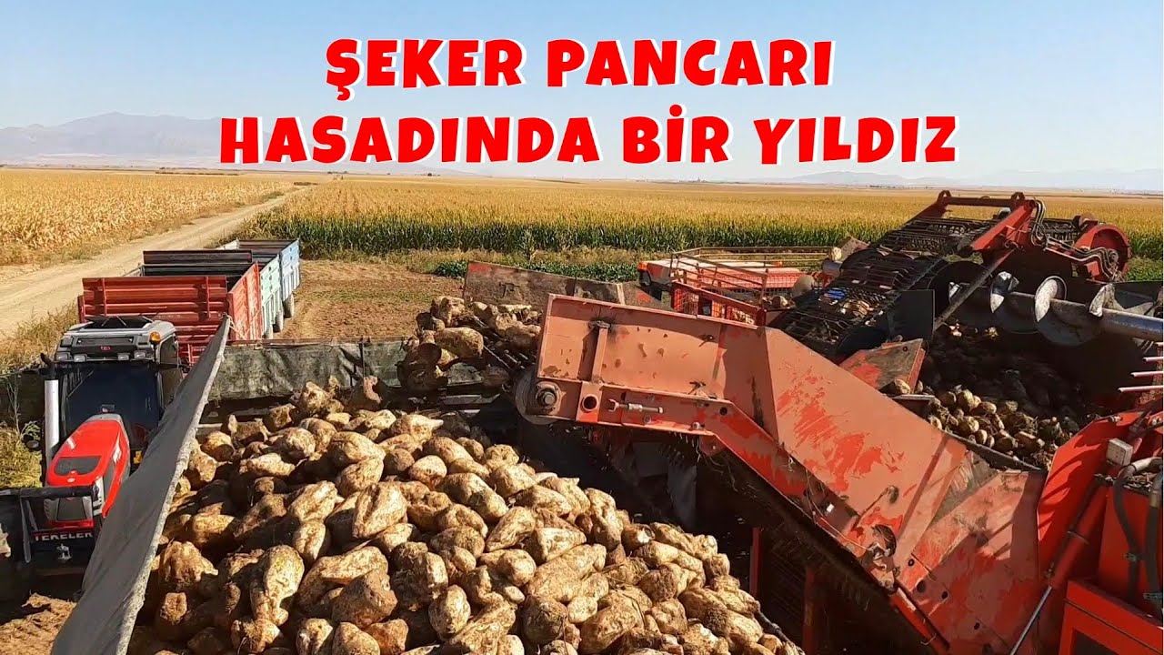Şeker Pancarı Hasadında Bir Yıldız | Holmer Terra Dos T3 | Hattat T4090