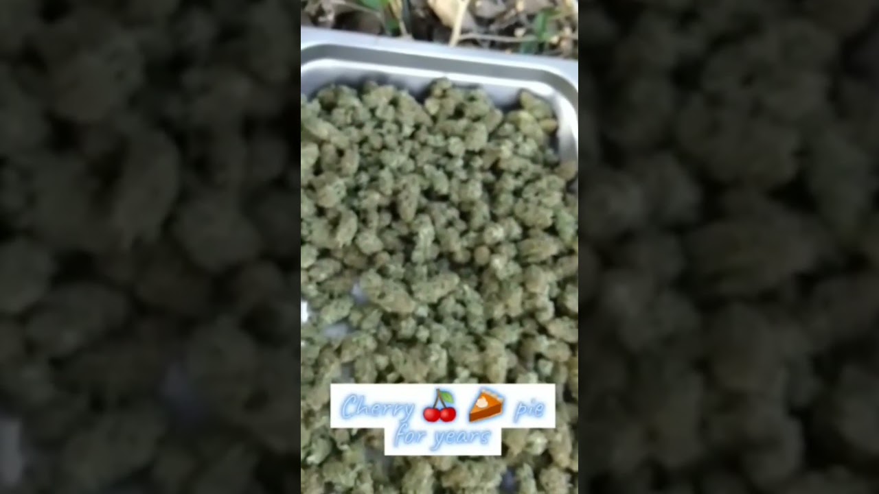 Cherry pie weed🌱