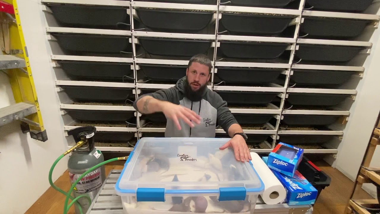 How I euthanize my rodents using a CO2 process.