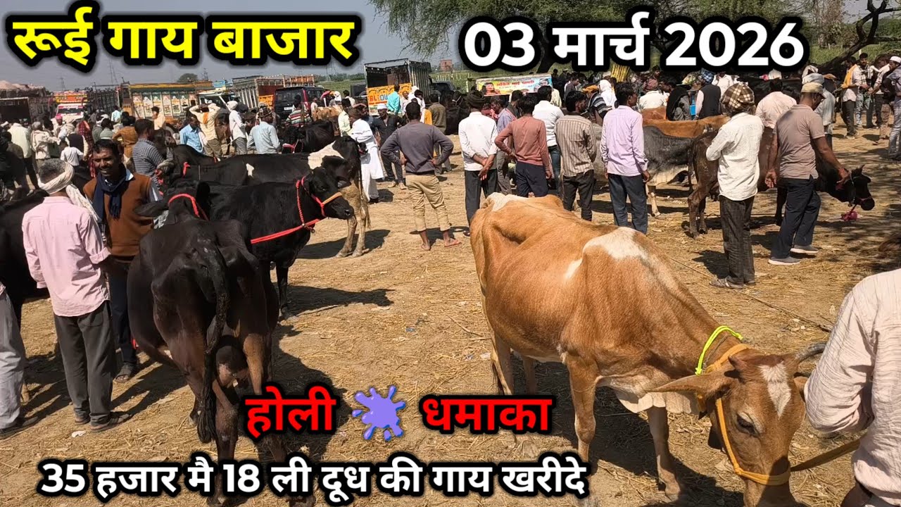 रूई गाय बाजार ll 03 मार्च 2026 ll rui gay bajar ll rui pashu mandi ll होली पर गाय का भाव जानिए 