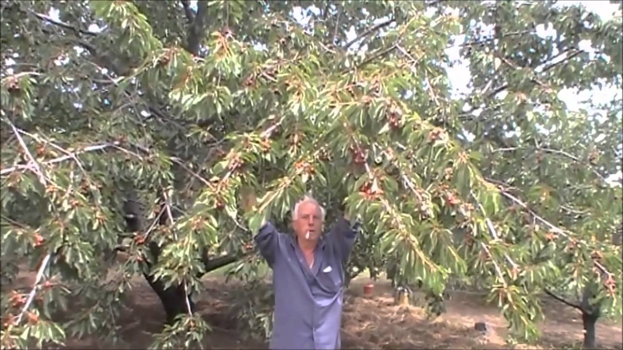 Ciliegia... gioiello dell'Etna