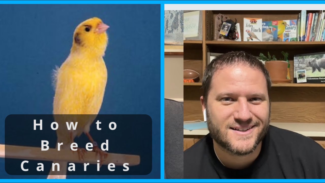 How to breed canaries: Prepping my canaries for breeding season.