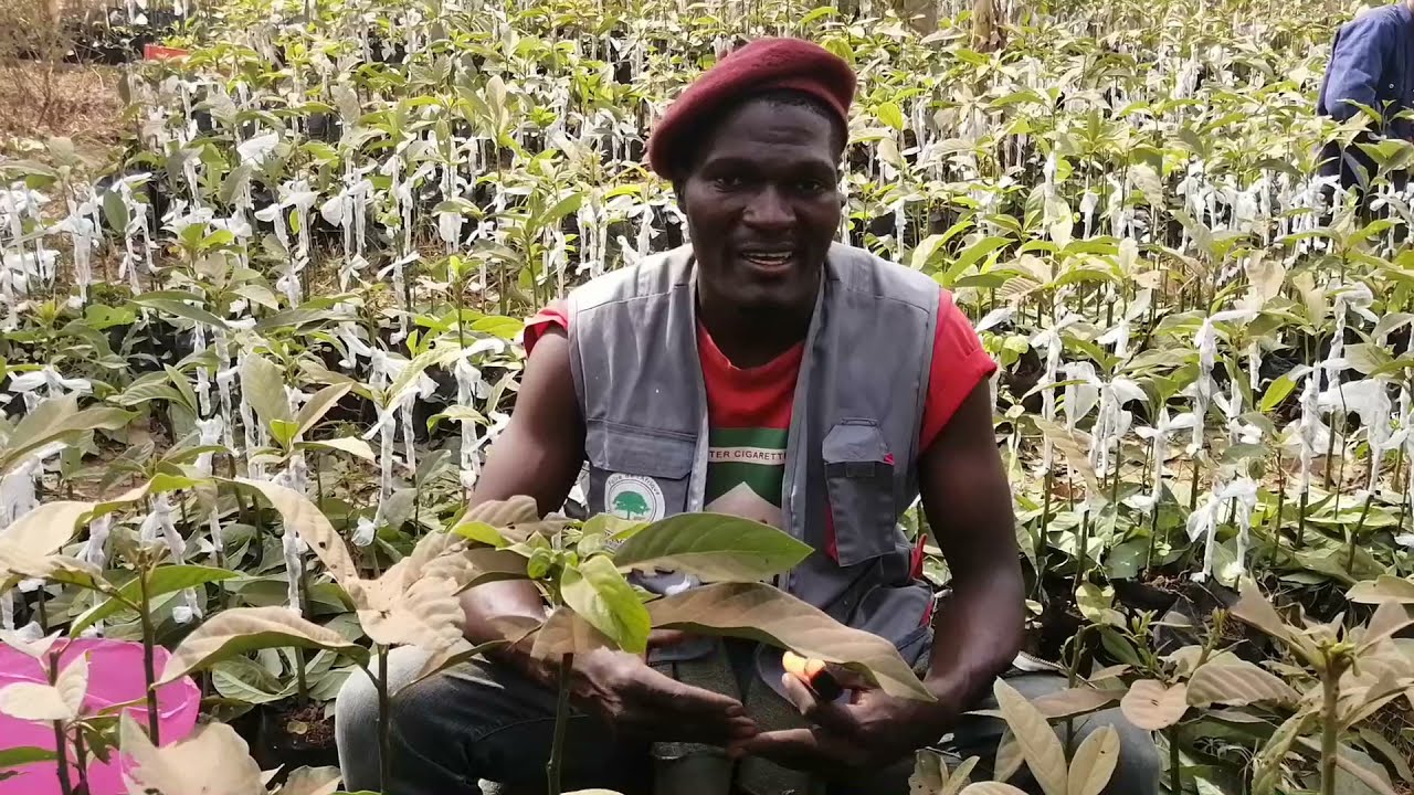 #Greffage des avocatiers avec BPTACServices