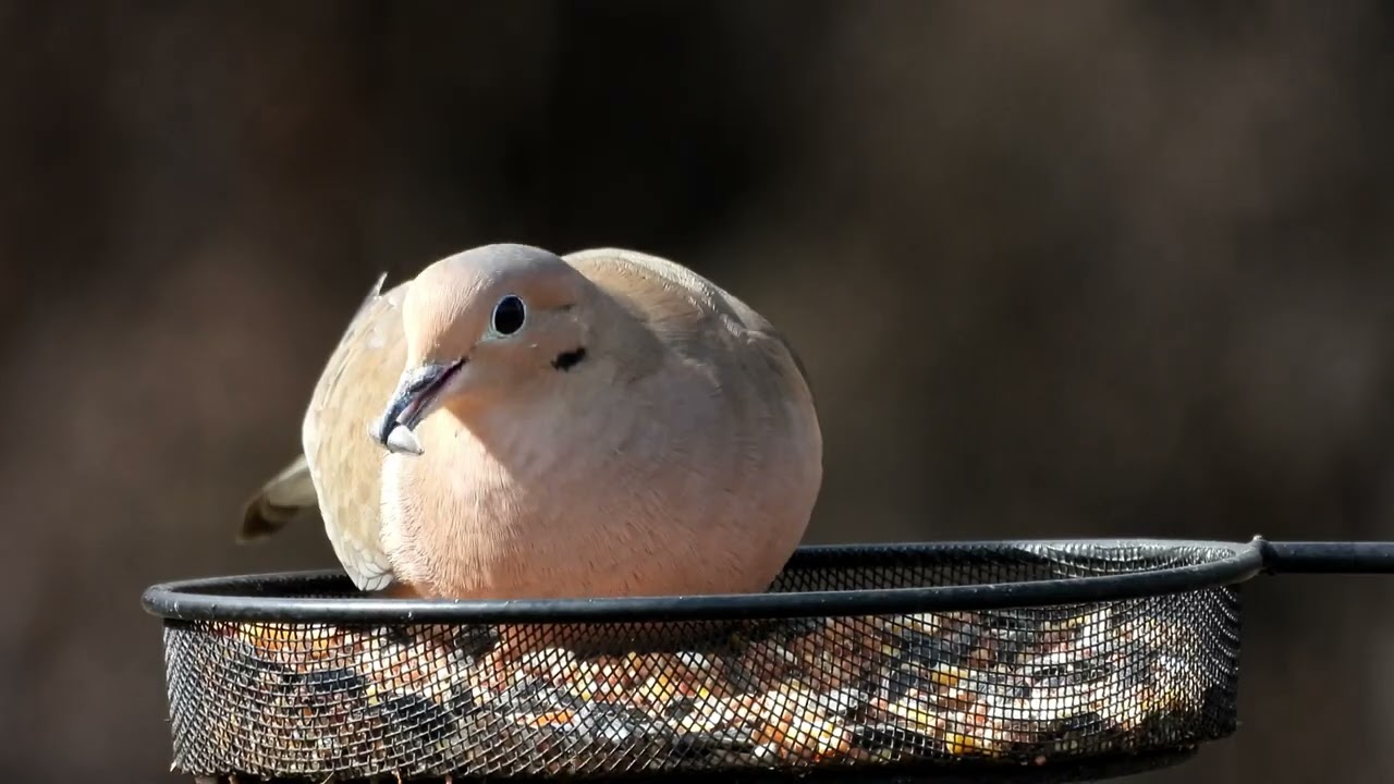Doves, Doves and More Doves!!!