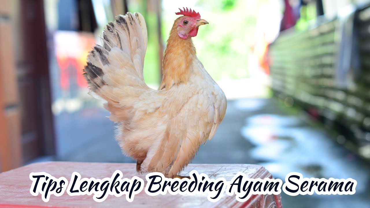 Perawatan Ayam Serama Mulai menetas Sampai Dewasa@RusmadiSoemadji #tipsbeternak #tips #breeding