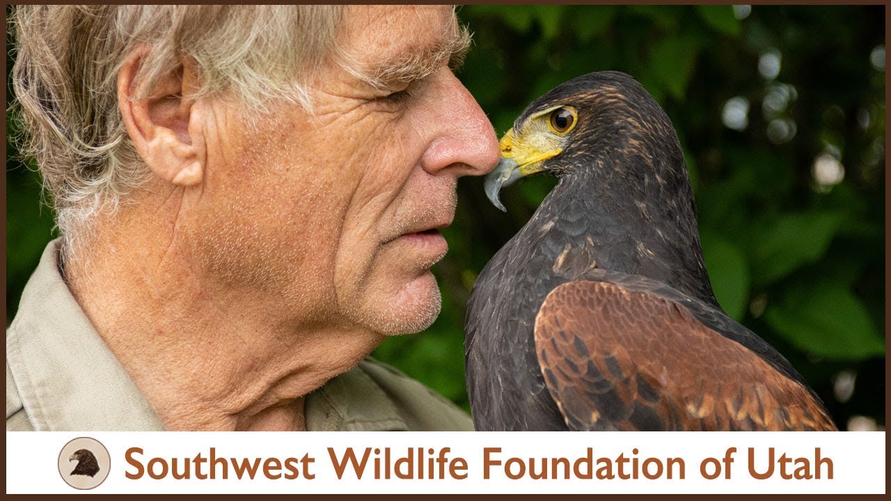 Falconery: Out with Belle the Harris Hawk (pt 7)