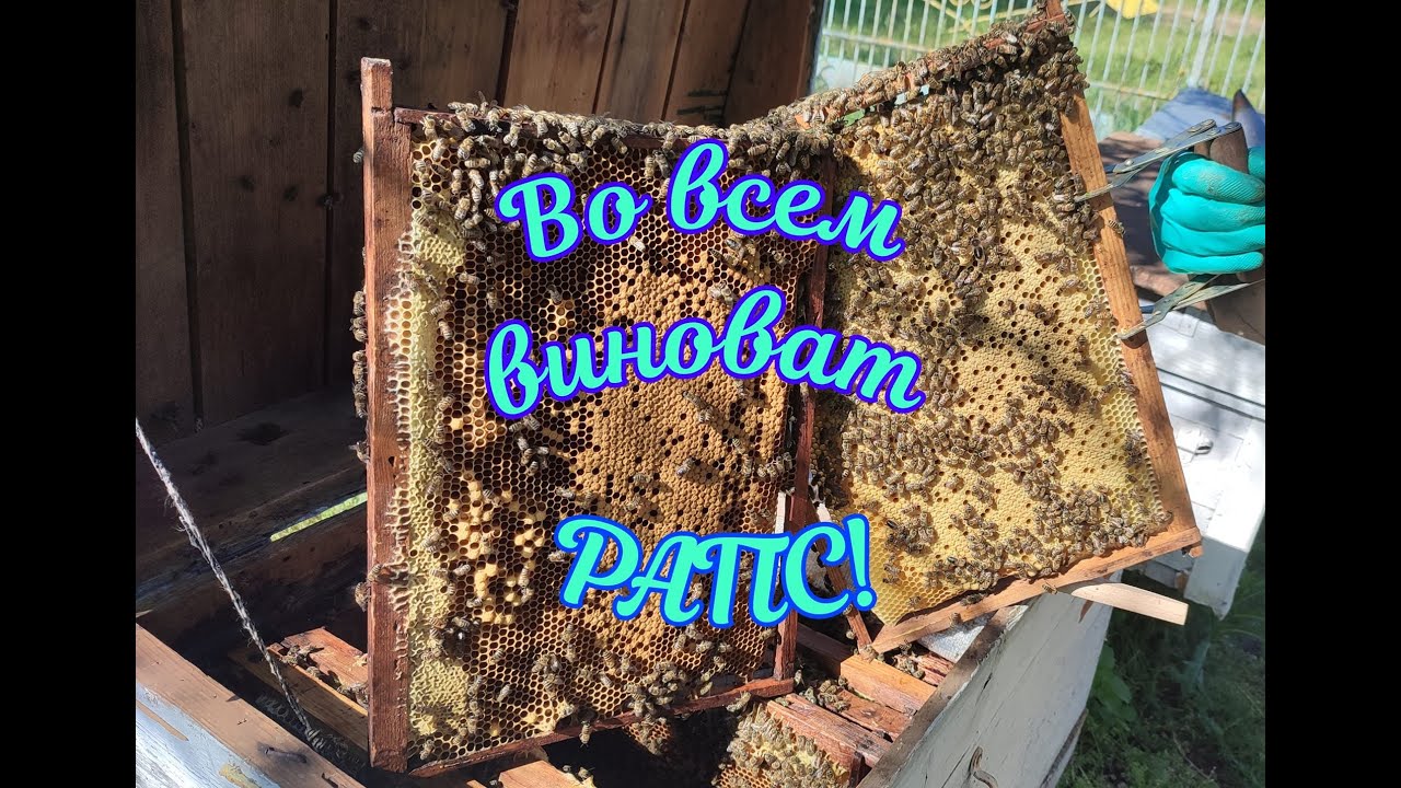 ВО ВСЕМ ВИНОВАТ РАПС!!!. КАЧАТЬ ИЛИ НЕ КАЧАТЬ.  ЛЕТКИ.