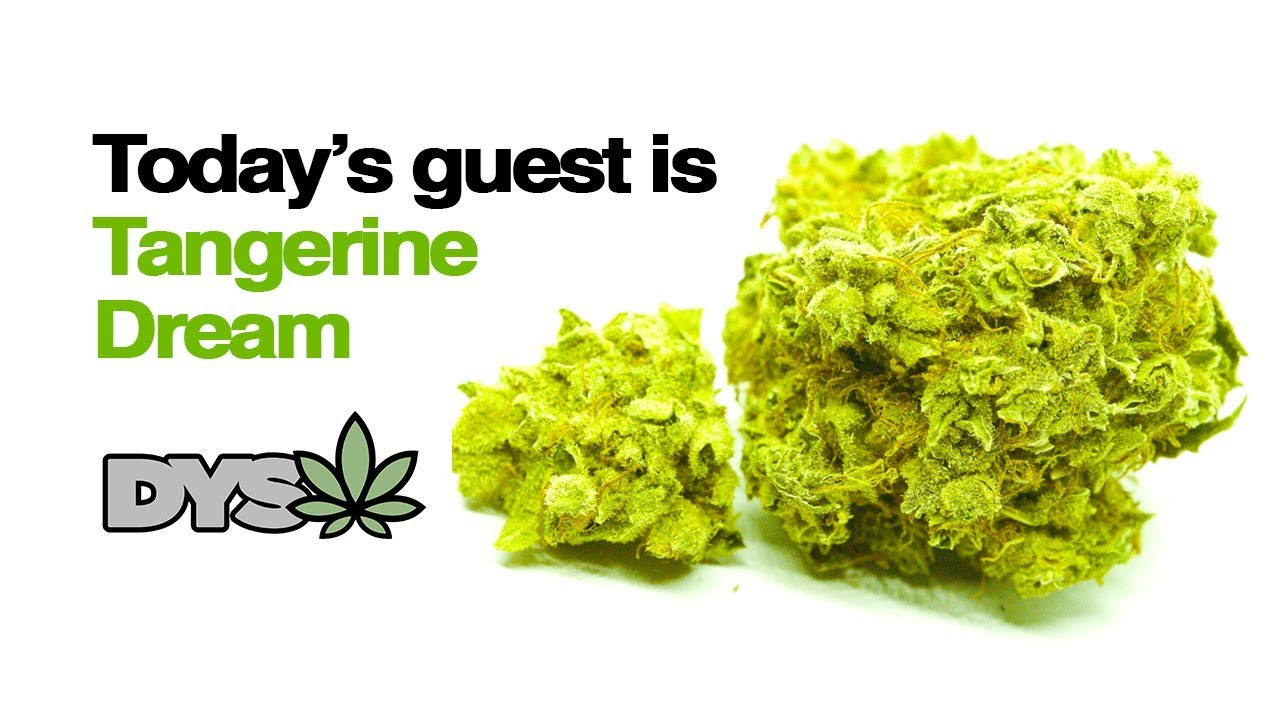 DYSW - TANGERINE DREAM (medicinal)