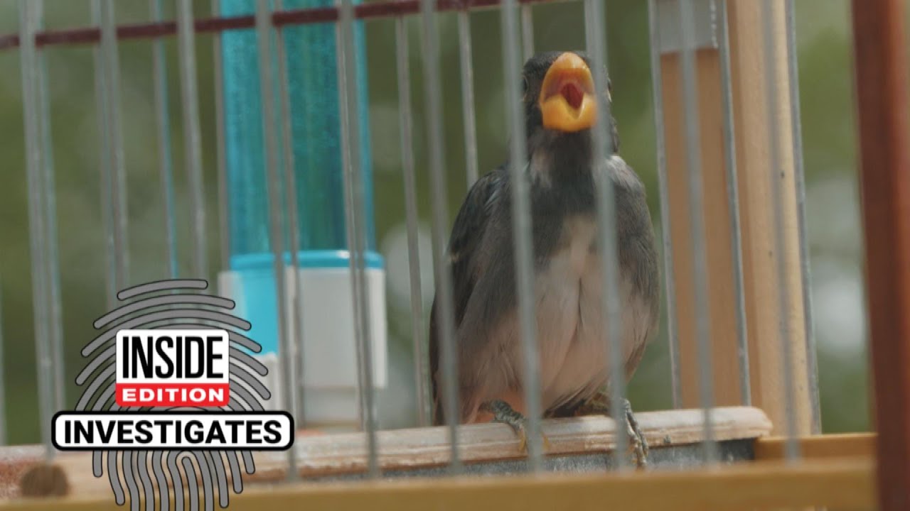 Why Are So Many Exotic Birds Being Smuggled Into the US?