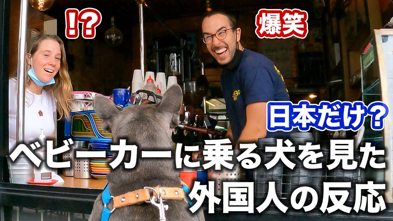 【海外の反応】飲食店で外国人がベビーカーに乗る犬を見たら… 衝撃？爆笑？