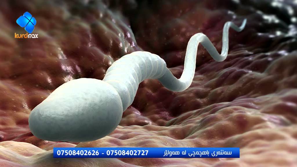 رێژەی سەركەوتني مندالَي بلووري /نسبة نجاح اطفال الانابيب