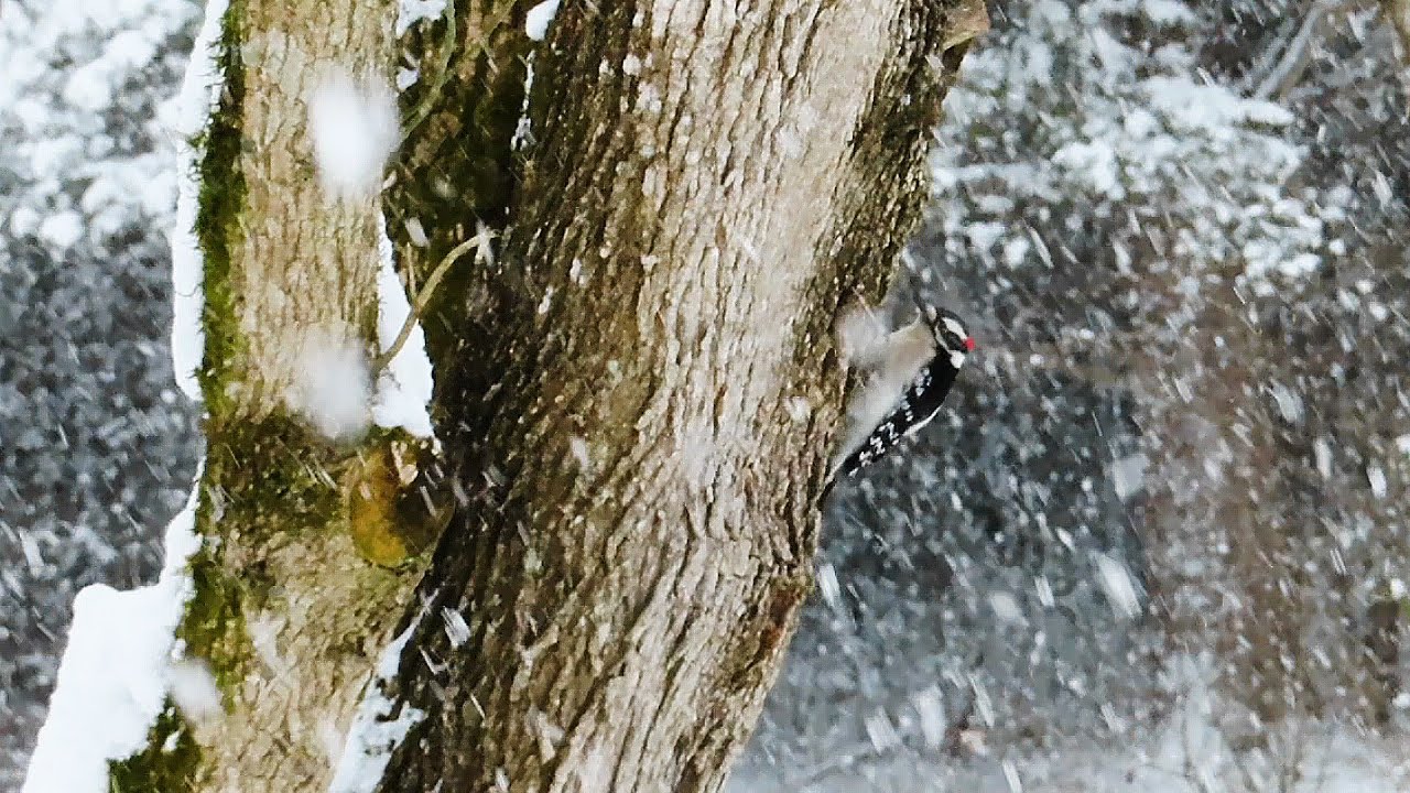 Psalm 19 : 1 -- 4  _  Snow January 31, 2026
