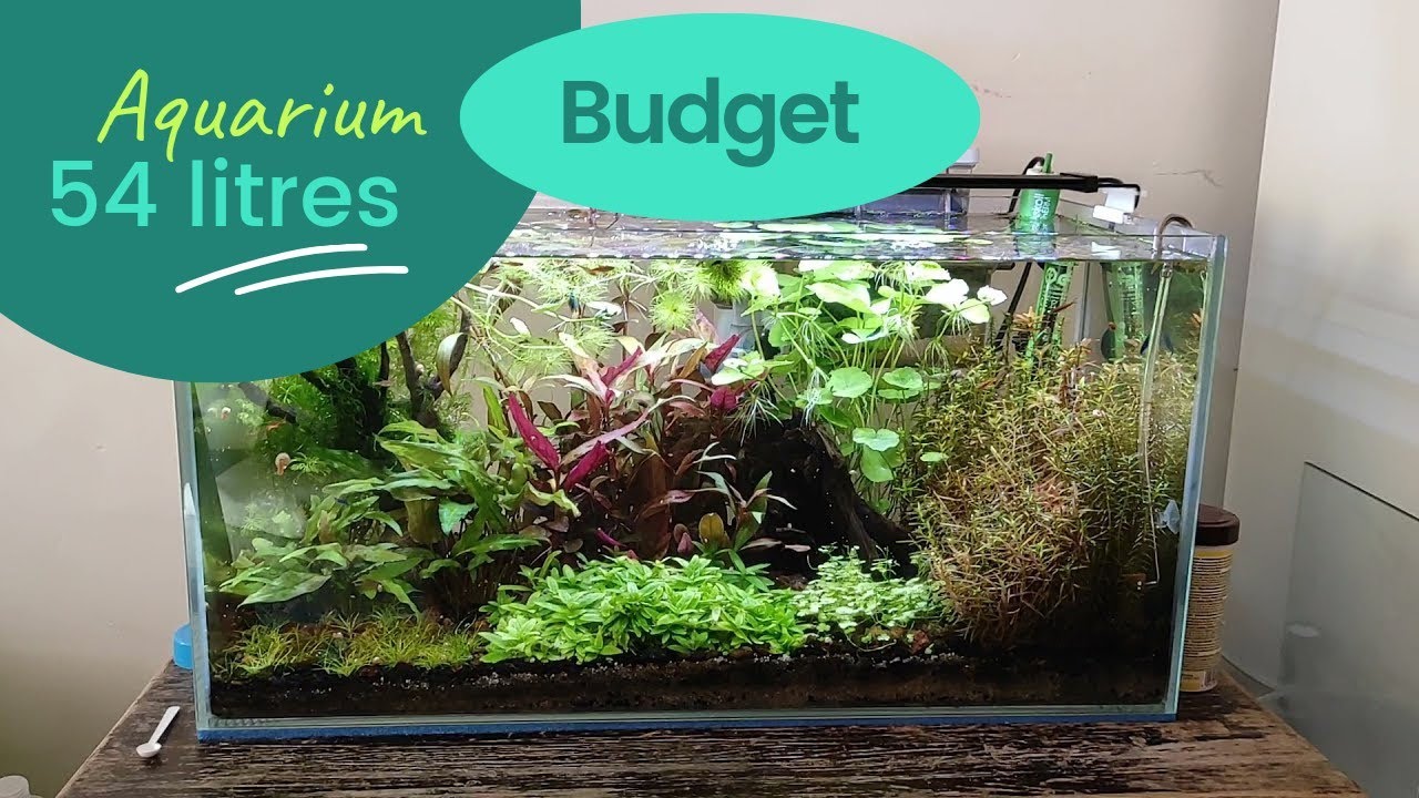 Budget d'un aquarium eau douce 54 litres
