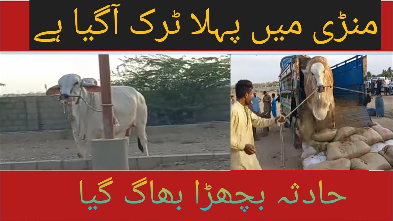 maweshi mandi 2023