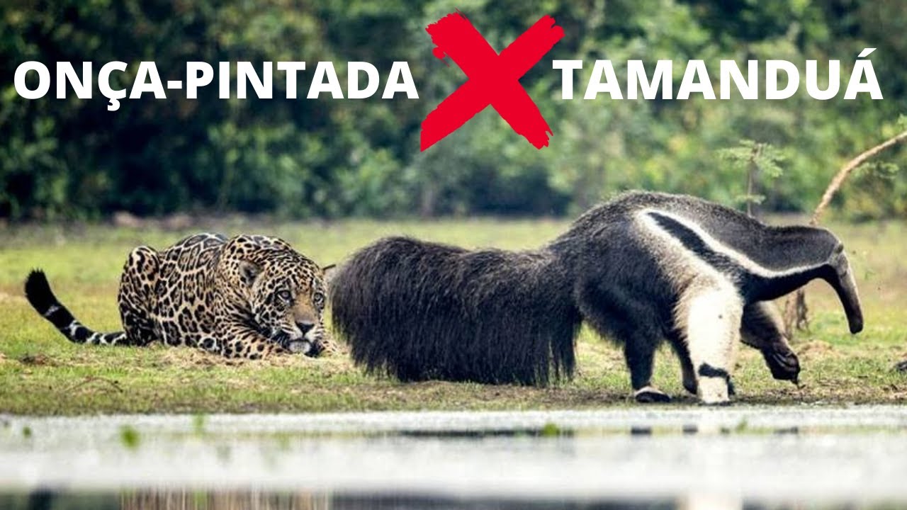 ONÇA-PINTADA X TAMANDUÁ! QUEM VENCERIA ESSA BATALHA? GARRAS PODEROSAS SÃO AS ARMAS DESSES ANIMAIS!