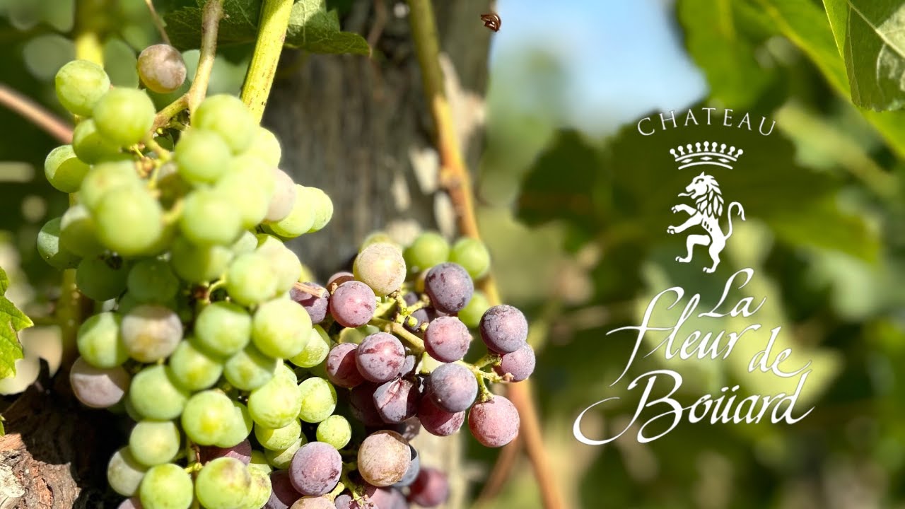 Présentation Château La Fleur de Boüard, Lalande-de-Pomerol.