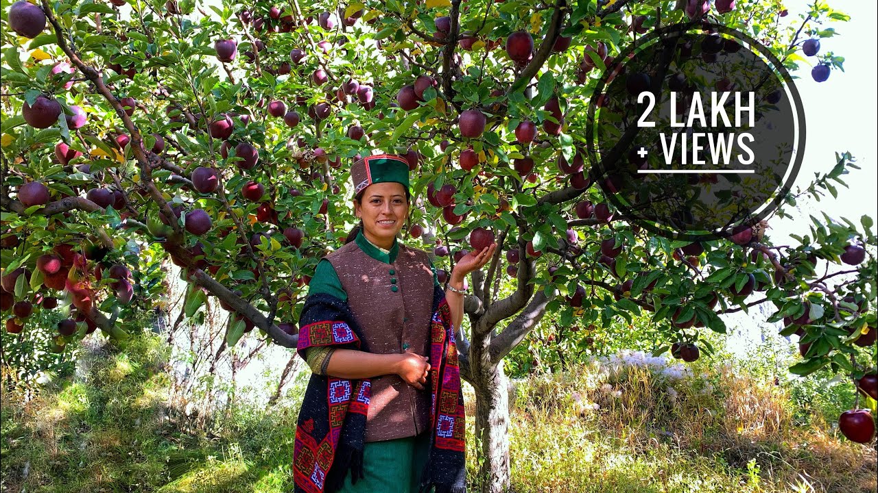 Organic Apples of Shalkhar village || Kinnaur ||