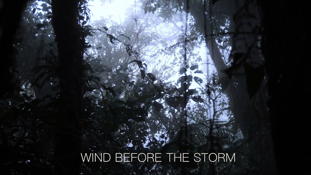 WIND BEFORE THE STORM | Natural Wind Soundscape