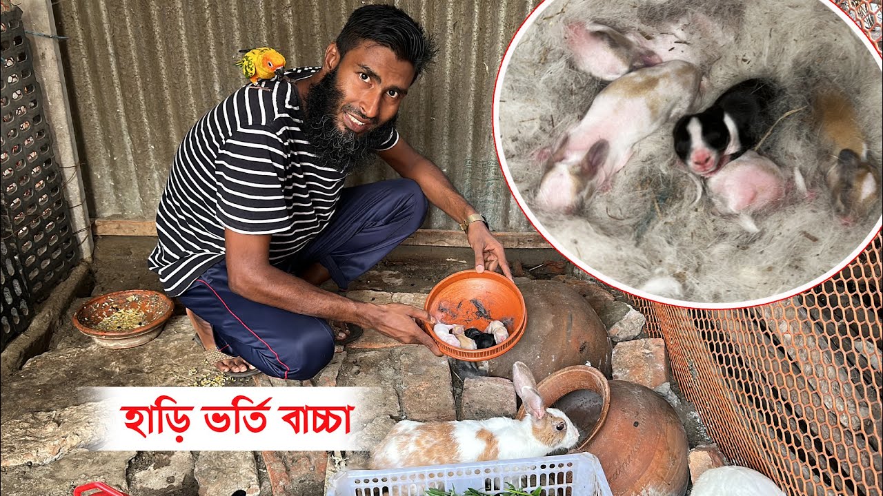দুই হাড়ি ভর্তি খরগোশের বাচ্চা পেলাম 😍