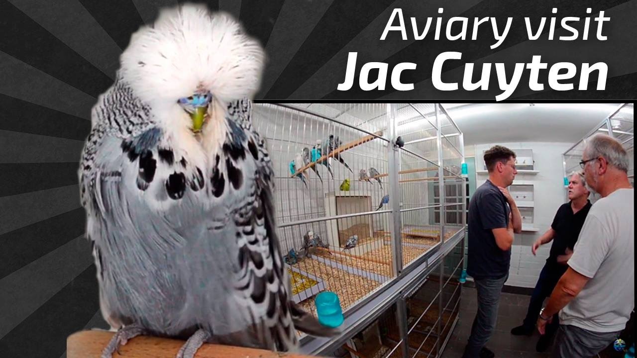 Exhibition Budgies Aviary Visit To Jac Cuyten, (JJC) |Last part| [Budgie Planet🌍]