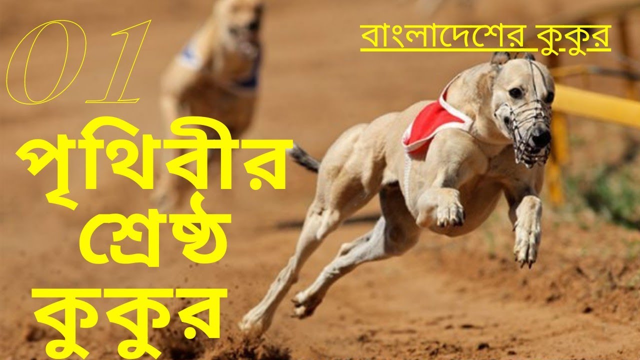 ব্রাক্ষণবাড়িয়ার সরাইলের এই বিরল প্রজাতির প্রাণীর জন্য বিশ্বখ্যাত বাংলাদেশ | সরাইল হাউন্ড। সব তথ্য।