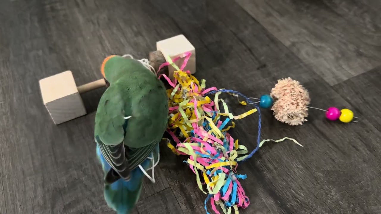 When Sharing Isn’t Caring… Lovebird Drama Over a Toy!