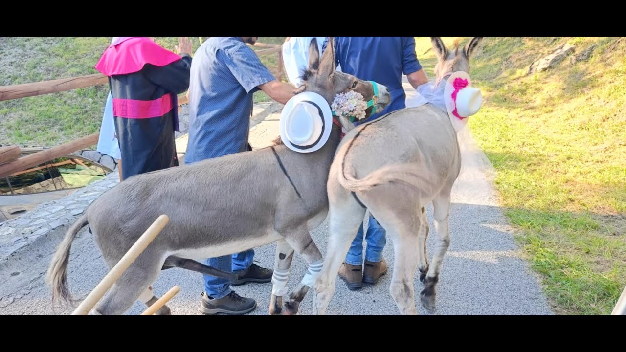 The Musja wedding....A Donkey Celebration, Slovenia