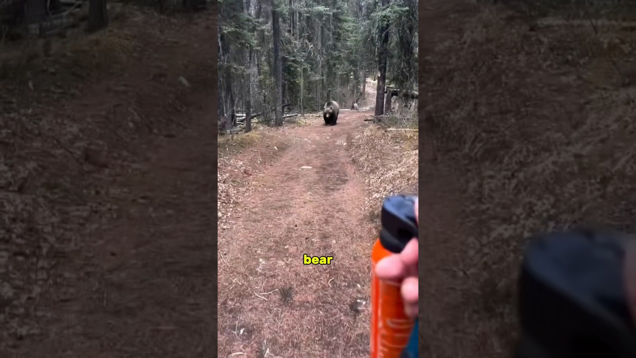 Никогда не подходите близко к медведю.