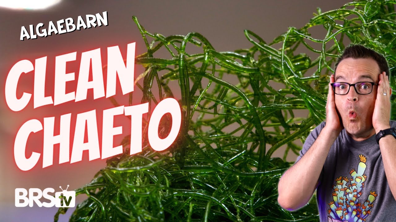 Clean Chaeto от AlgaeBarn... Сокращение содержания питательных веществ в рифовом аквариуме БЕЗ вр...