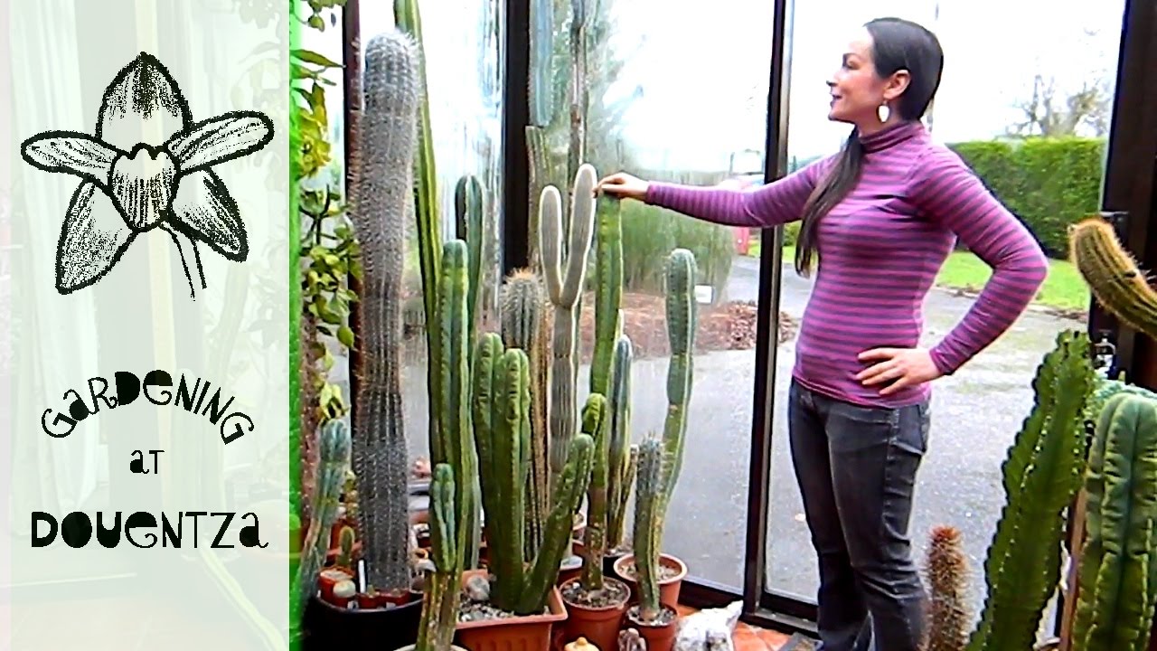 A Visit To Desert Plants Of Avalon, Lyn's cactus addiction