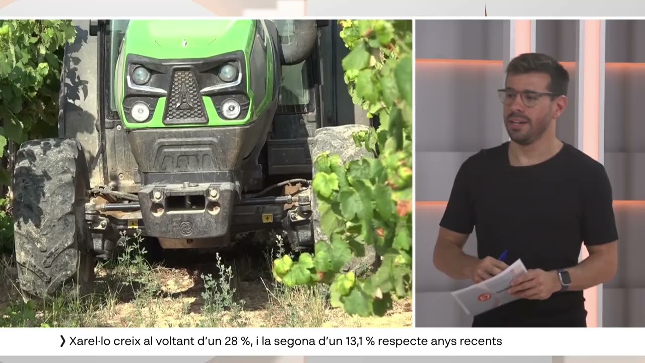 La verema de la DO Pened&egrave;s ha estat la primera del m&oacute;n amb el 100% de ra&iuml;m ecol&ograve;gic