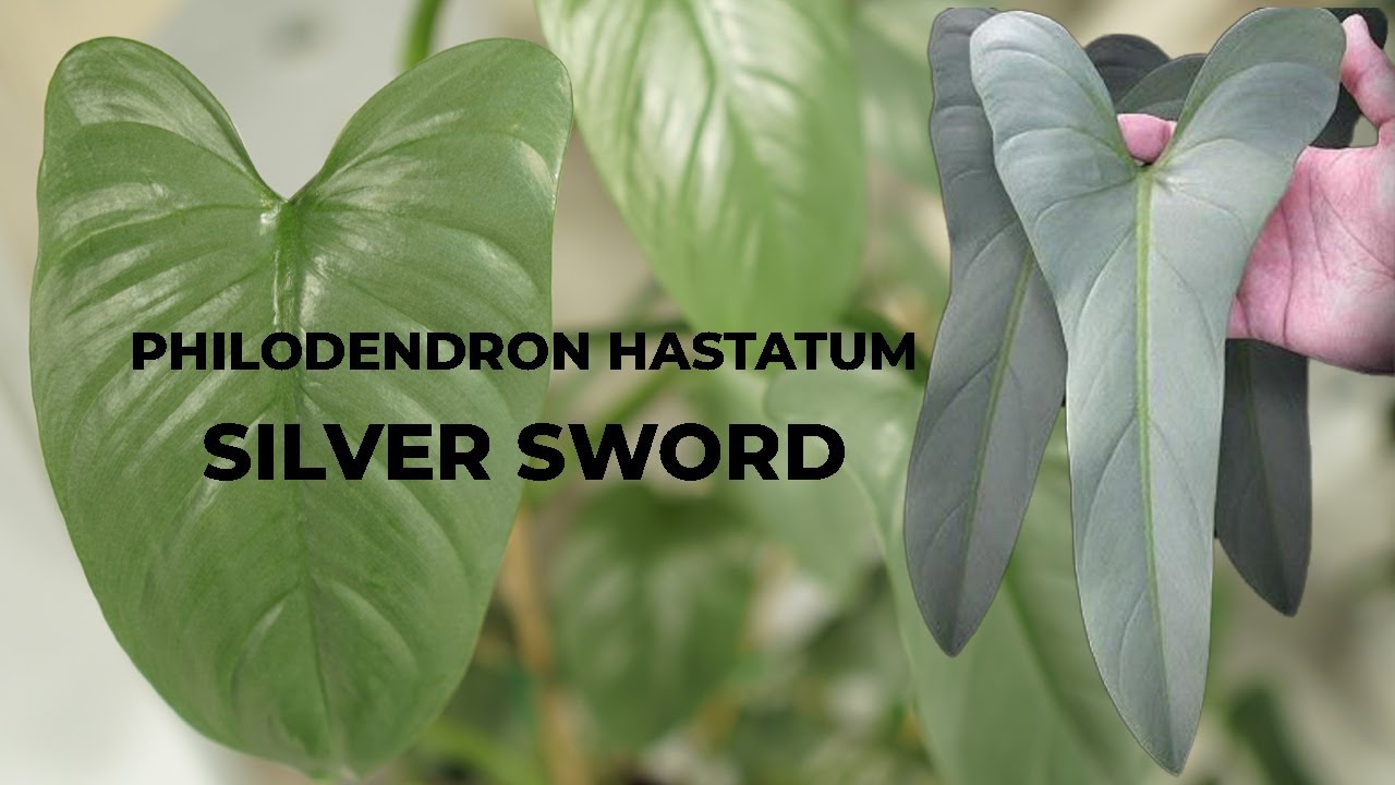 filodendron hastatum Silver Sword Silver Queen