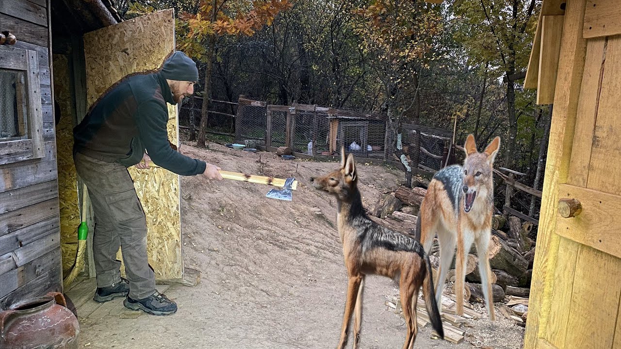 Выживание в горах с животными: шакалы пришли на ферму посреди ночи