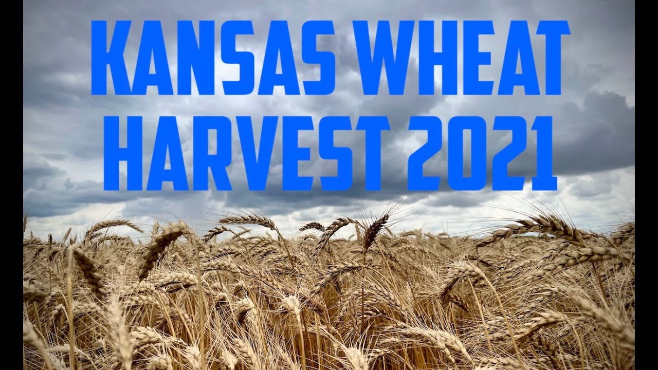 Kansas Wheat Harvest 2021 (4K)