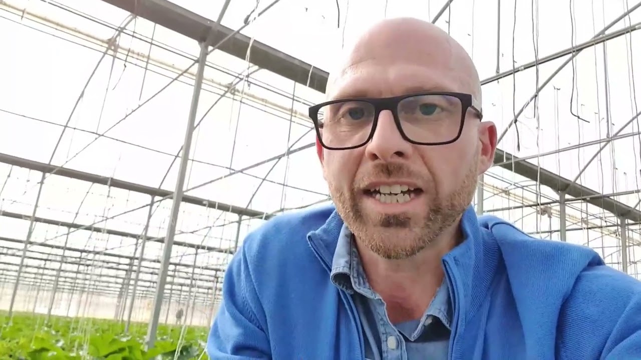 Migliori concimi per zucchine in serra con suoli sabbiosi e salini