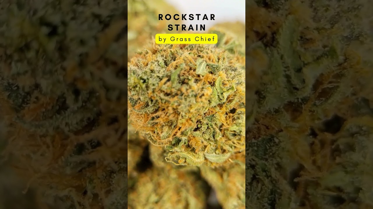 Rockstar 🤘 Strain by Grass Chief