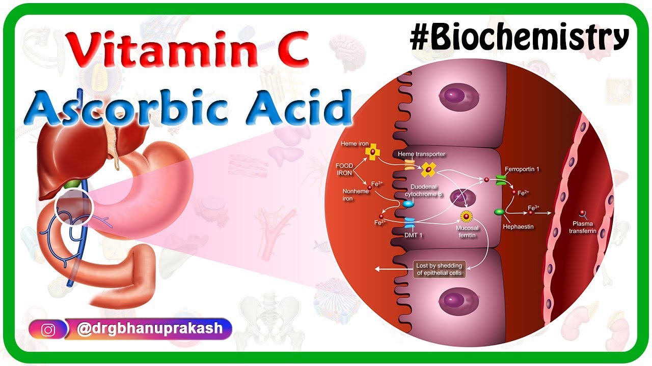 Vitamin C / Ascorbic acid Animation - Metabolism,Sources, Synthesis , functions, Scurvy