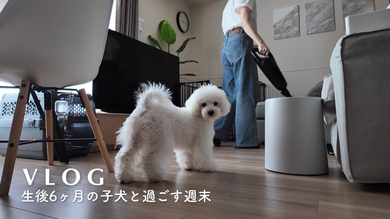 【Vlog】子犬と暮らす日常｜夫不在で家事が捗る週末｜生後6か月のビションフリーゼ
