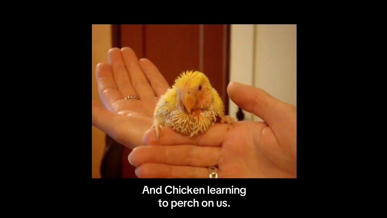 15 years ago it started with 3 little baby birds #birds #cute #cuteanimals #cutebaby
