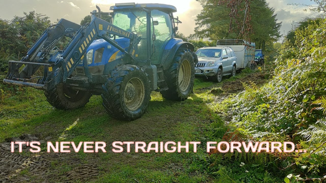 MOVING THE CALVES DIDN'T GO TO PLAN