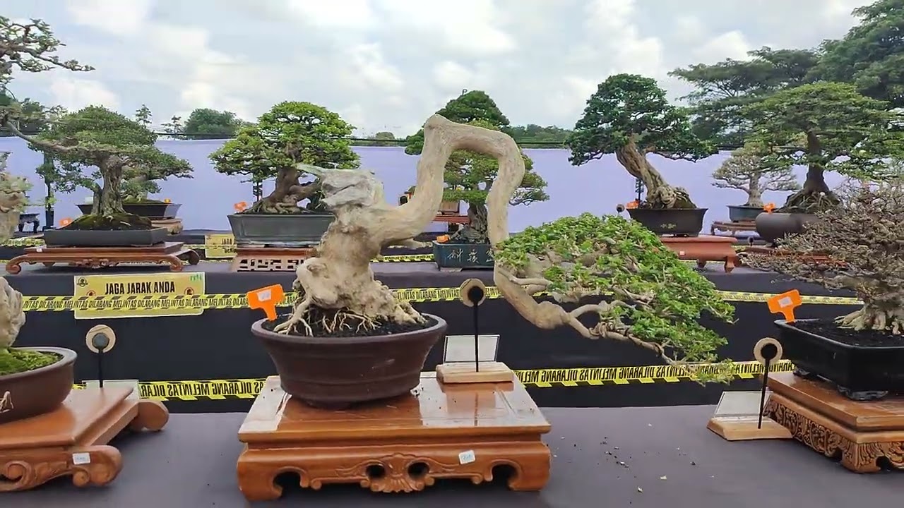 Pameran bonsai nasional 2025 kotabaru karawang