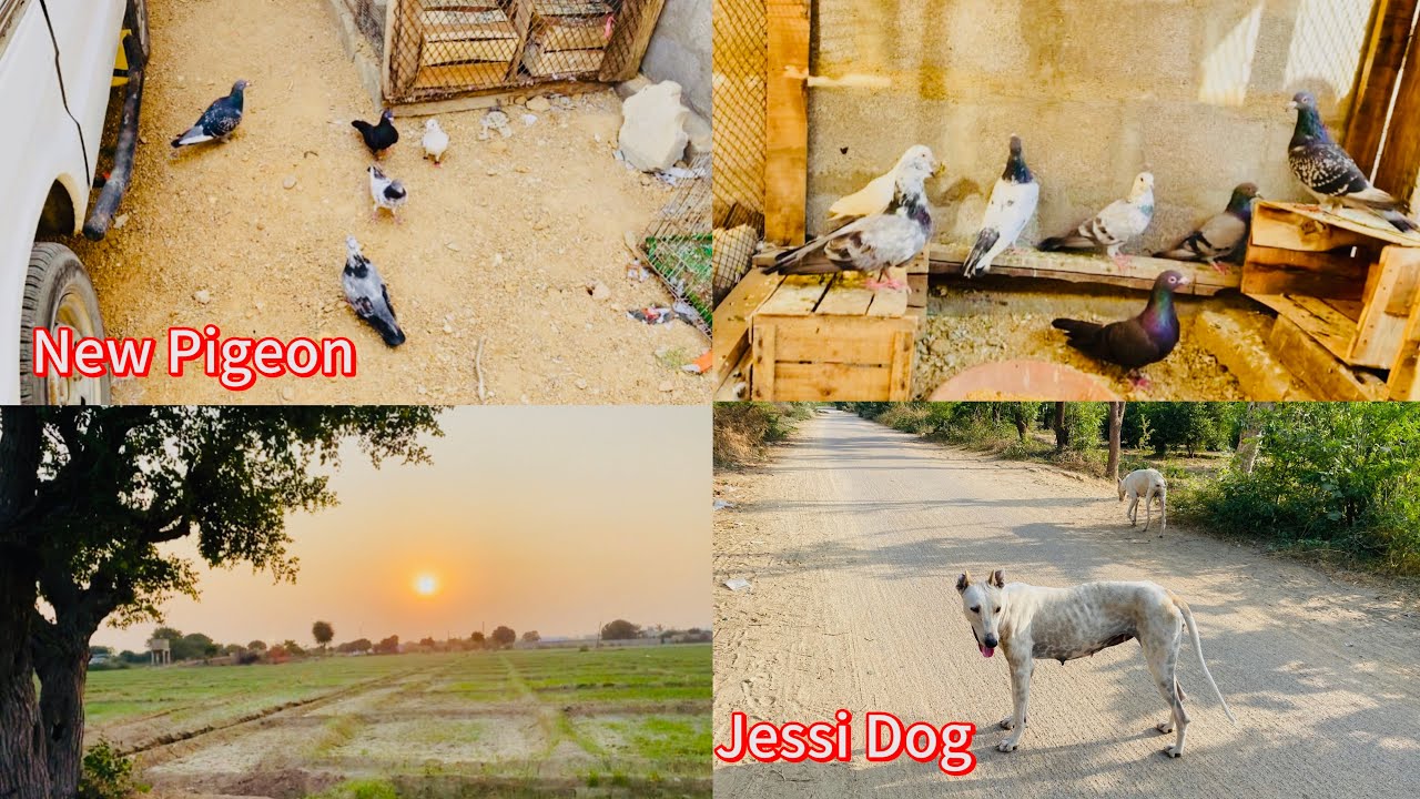 Aaj Bht Sary Pigeon Le Kar Aa hai🥰