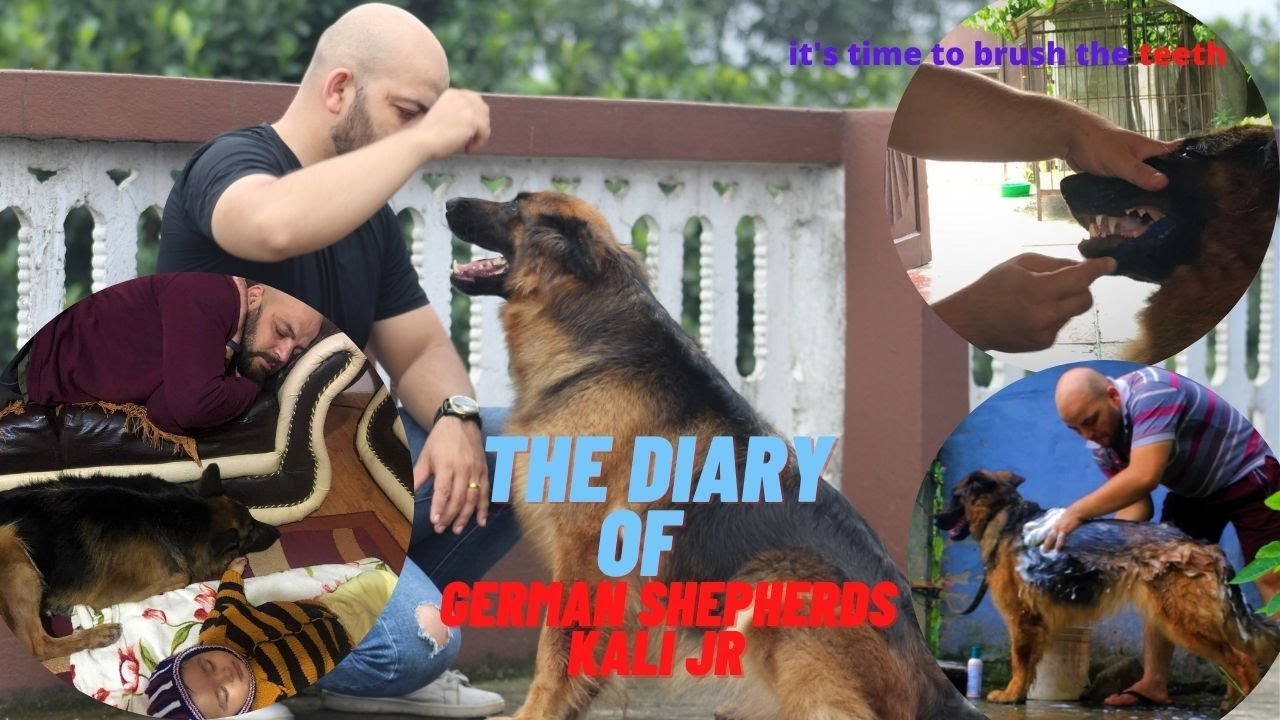 The diary of German Shepherd Kalijr II Brushing the teeth of Dog II DogTraining II Dog lover II